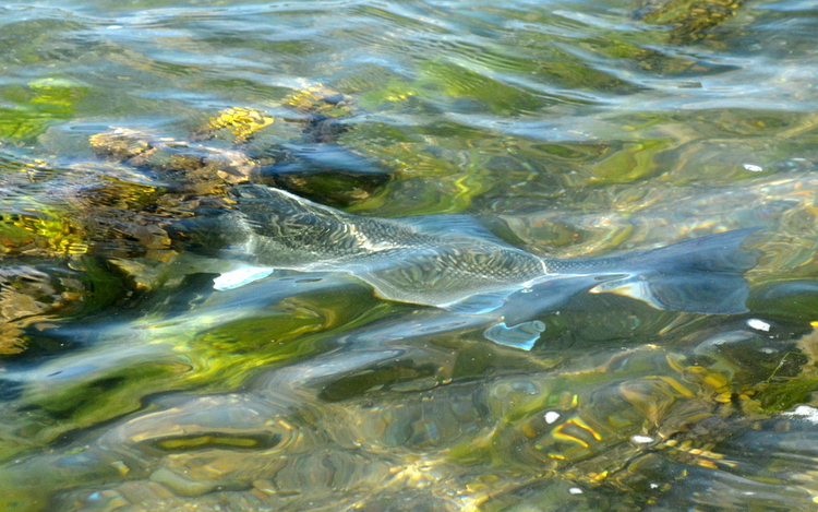 A little about the&nbsp;fish