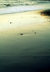 bass fishing ireland