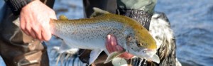 sea trout fishing