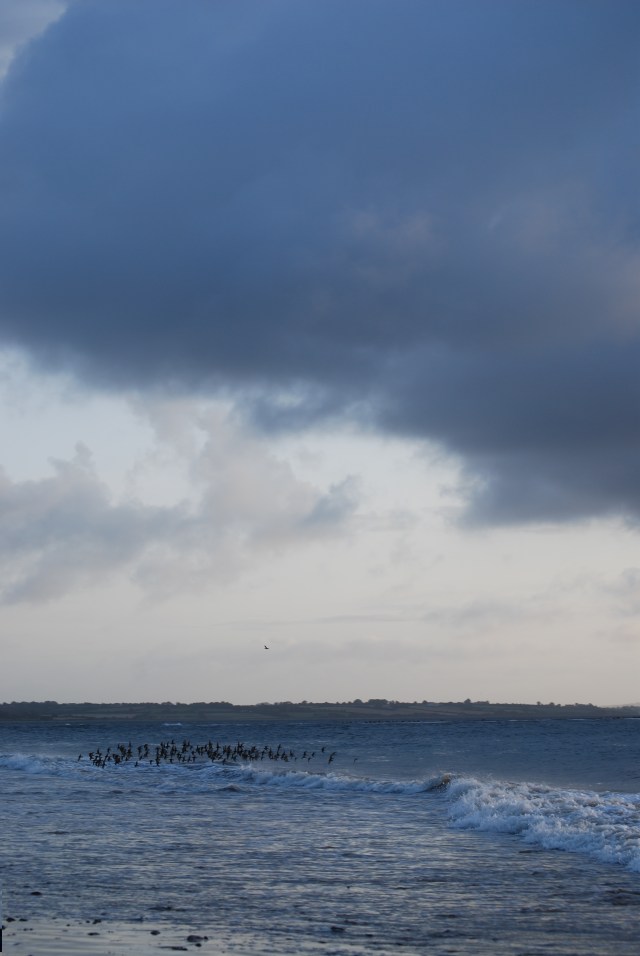 Saltwater sea trout Ireland