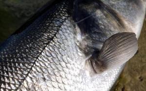 Bass fishing Jim Hendrick