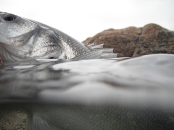 bass fishing jim hendrick