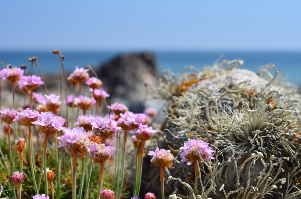 bass fishing Wexford