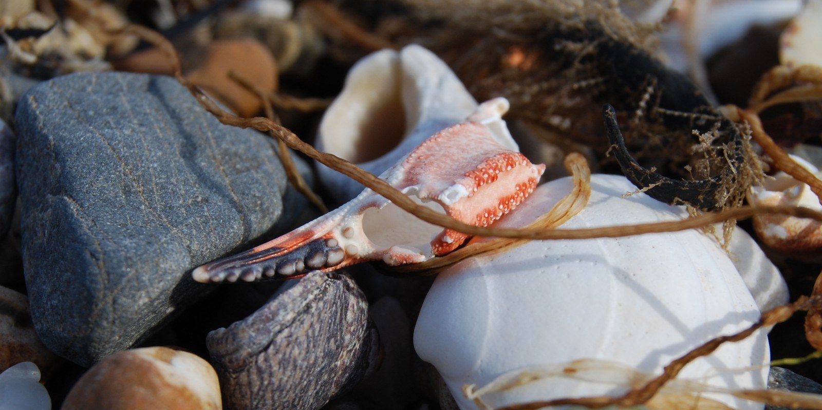 Bass fishing Wexford