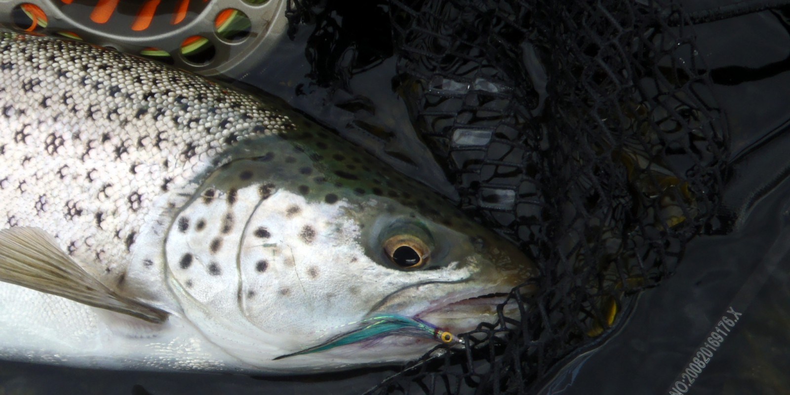 sea trout fishing Jim Hendrick