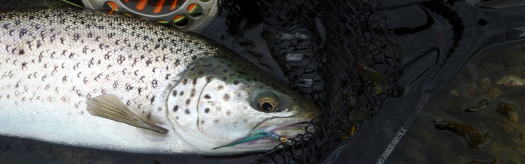 Sea Trout Fishing