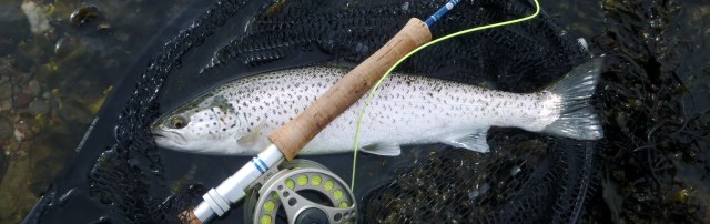 sea trout fishing