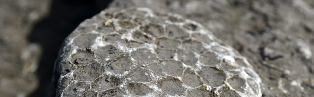 Bass fishing Wexford Jim Hendrick