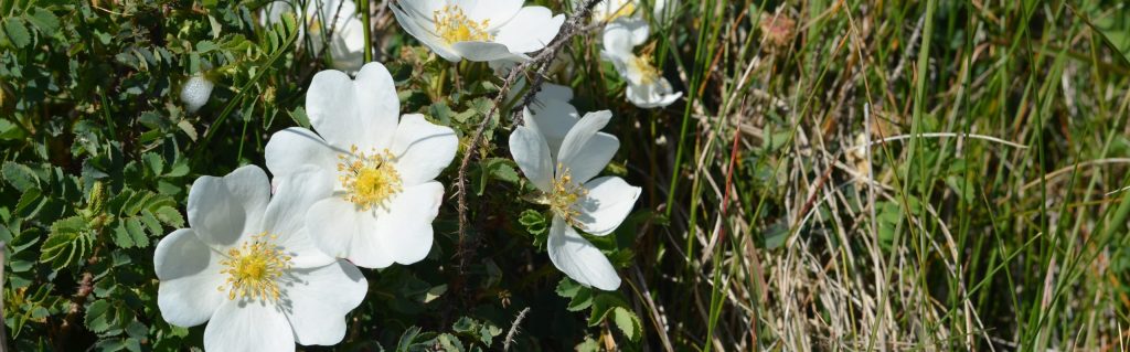 bass fishing Ireland
