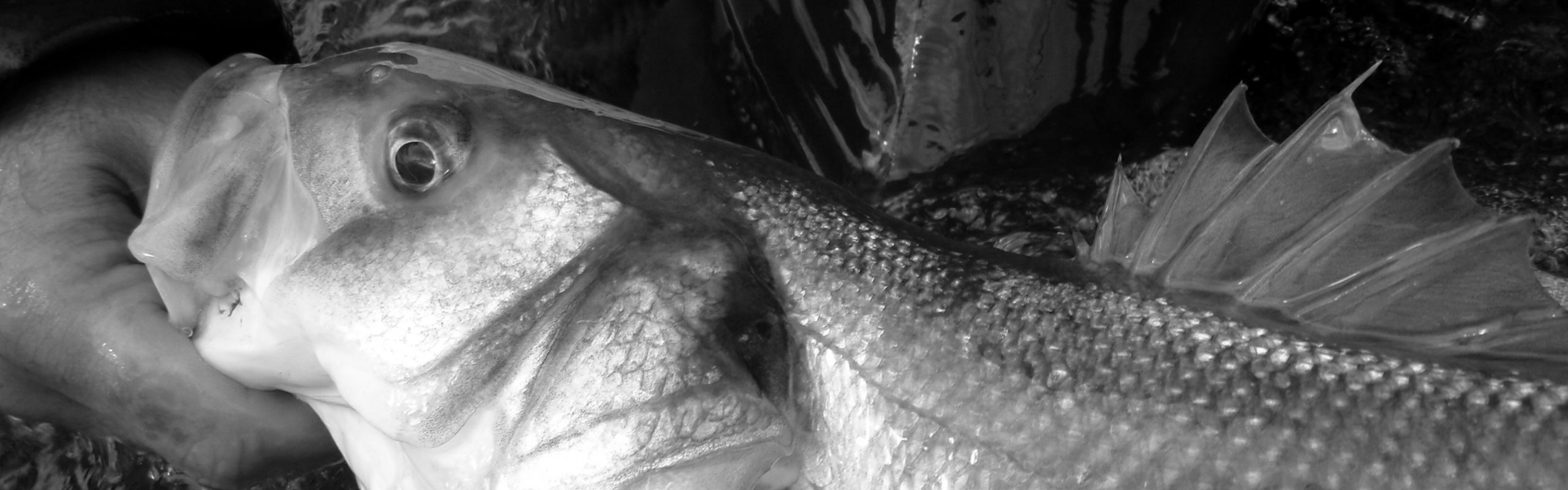 bass fishing Jim Hendrick