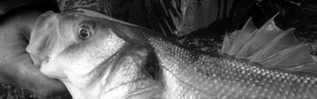 bass fishing Jim Hendrick