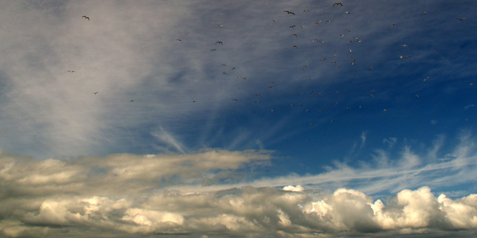 bass fishing wexford