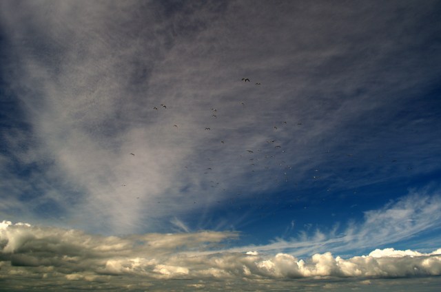 Bass fishing Wexford