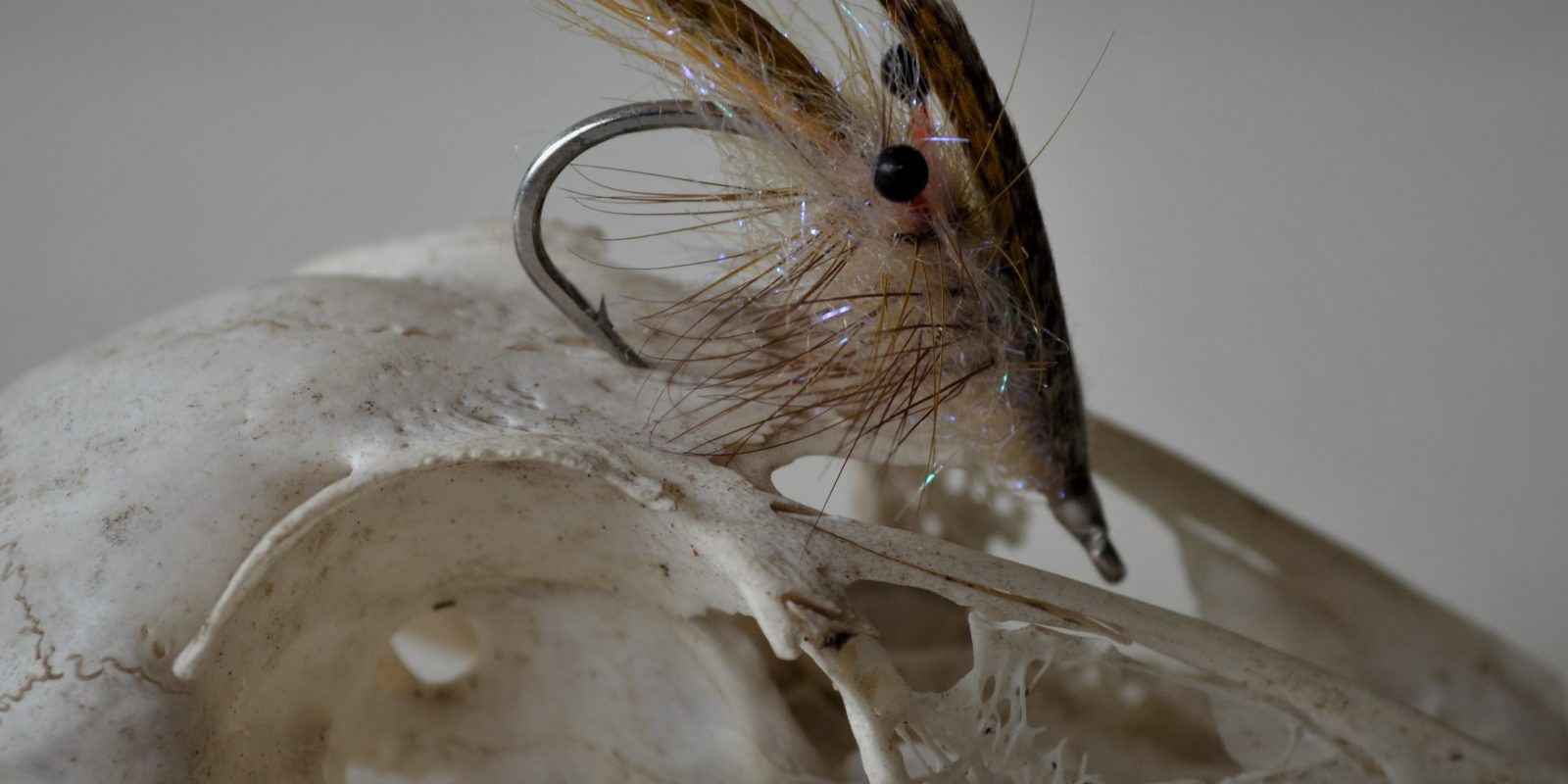 Fly fishing for sea trout