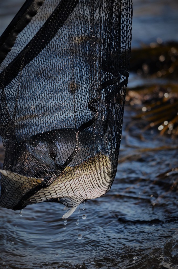 Fly fishing Jim Hendrick