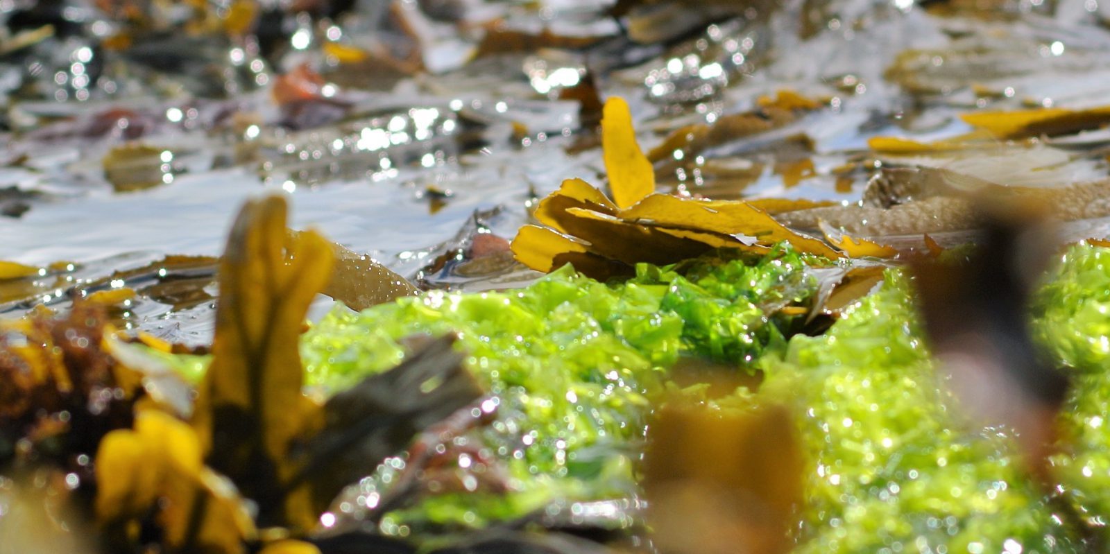 bass fishing Jim Hendrick