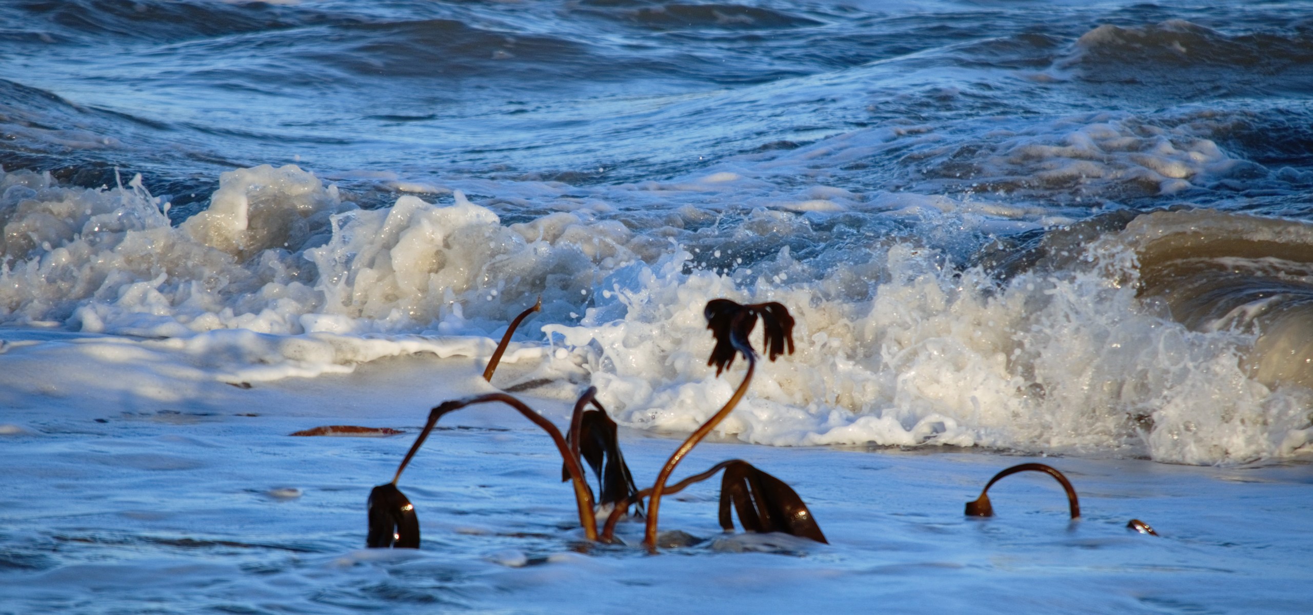 Bass fishing conservation