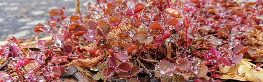 Opportunity realised