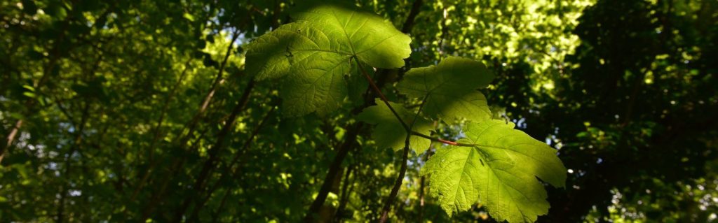 From the reef to the kelp&nbsp;forest