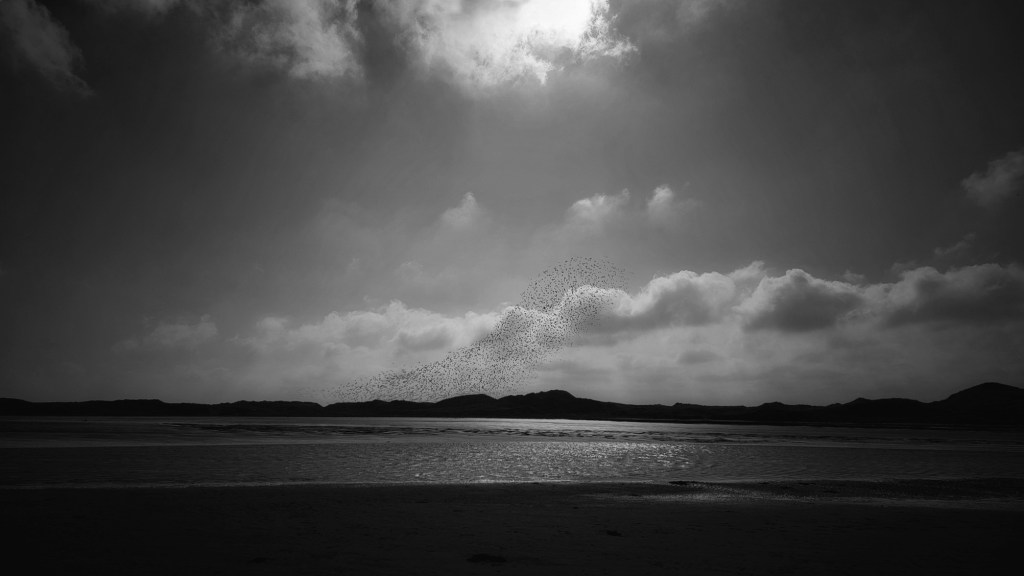 ESTUARY